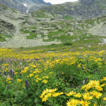 Kvetnica